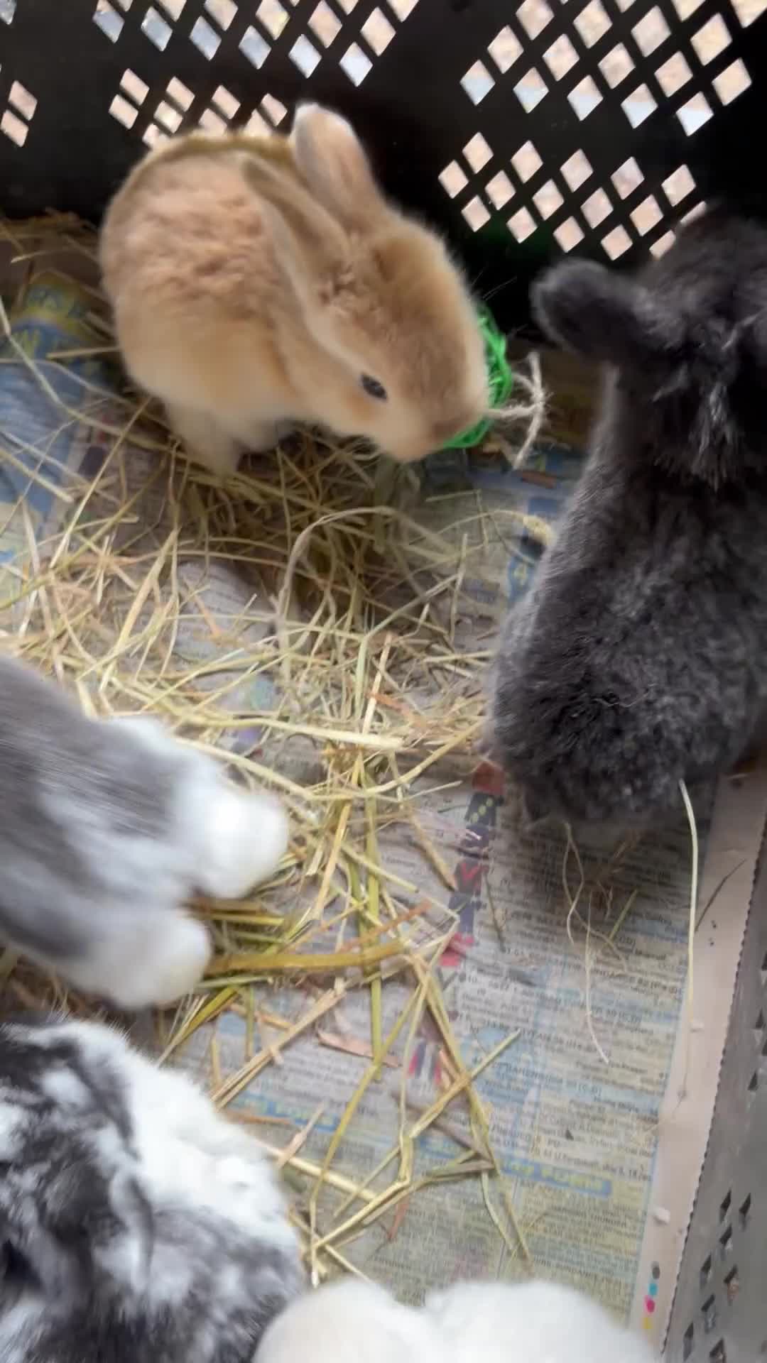 Mixed Breed rabbits for sale: English Spot cross Mini Lops in Ebbw Vale - Video 1