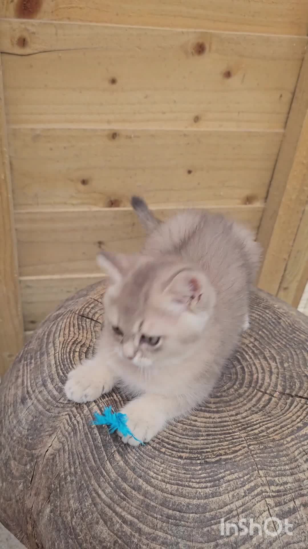 British Shorthair cats for sale: 💎 Price Reduced, Ready to leave now 🥰🏡 - Video 2