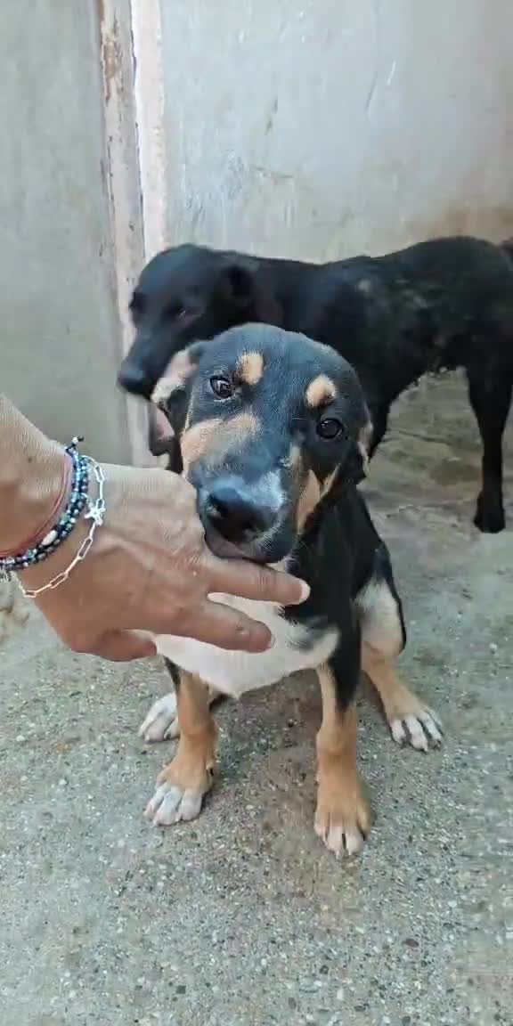 Mixed Breed dogs for adoption: 🐾 Ollie – A Soft Heart Waiting for a Home - Video 1