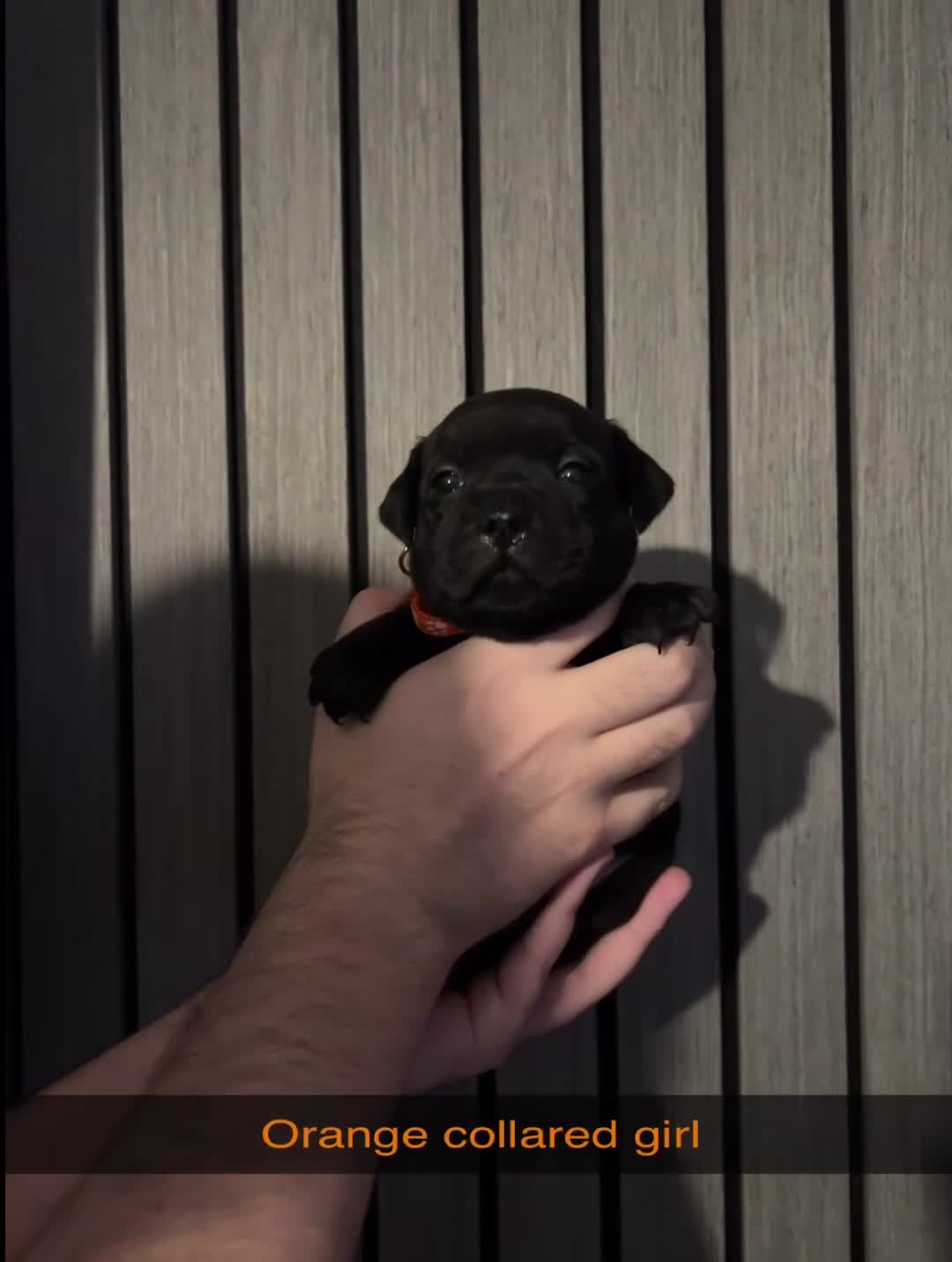 Staffordshire Bull Terrier dogs for sale: KC CHAMPION LINES STAFFORDSHIRE BULL TERRIER PUPS  - Video 4