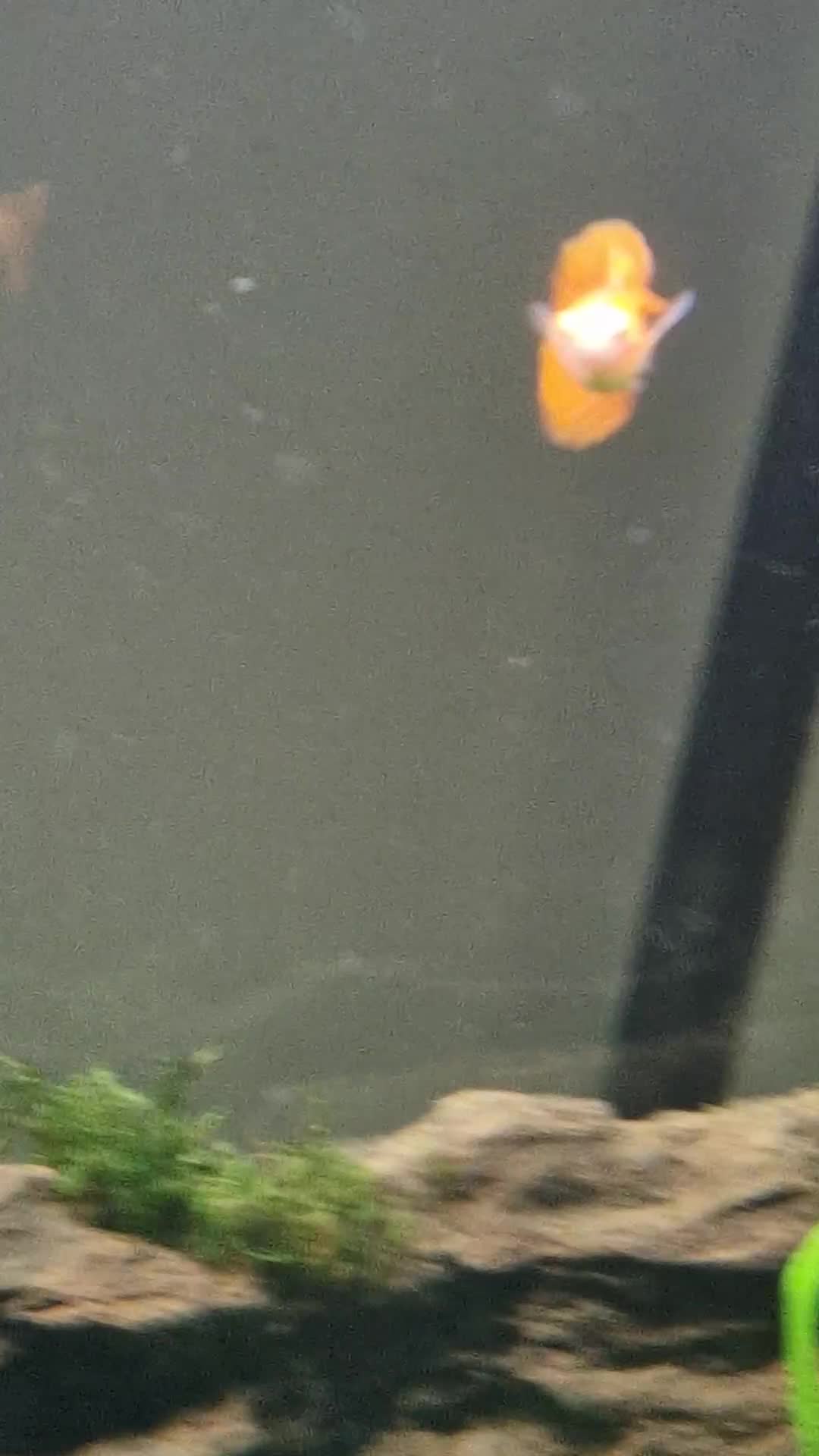 Live Bearers fish for sale: GUPPIES X4 in Basingstoke - Video 2