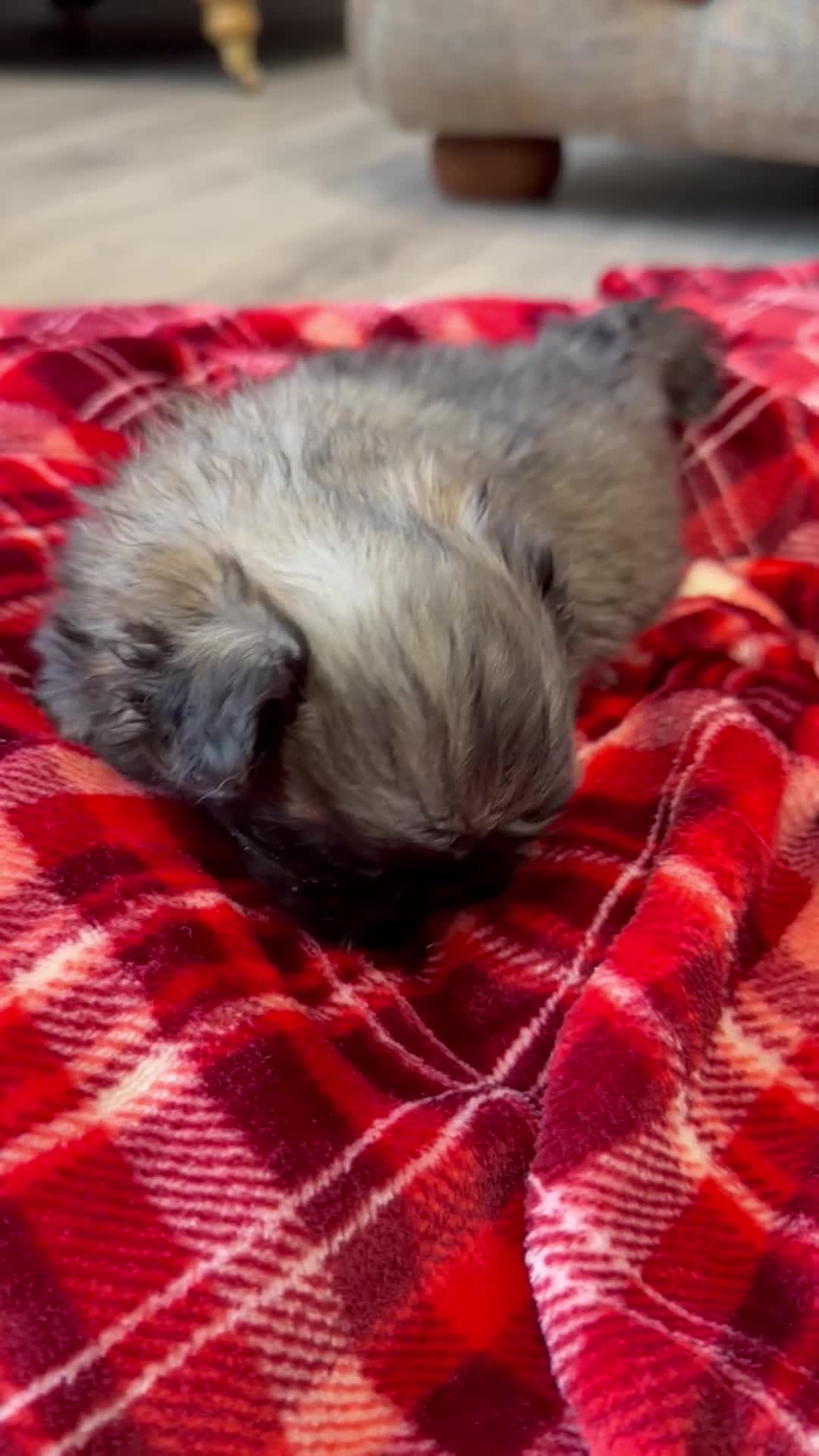 Pekingese dogs for sale: Kc Pekingese  - Video 3