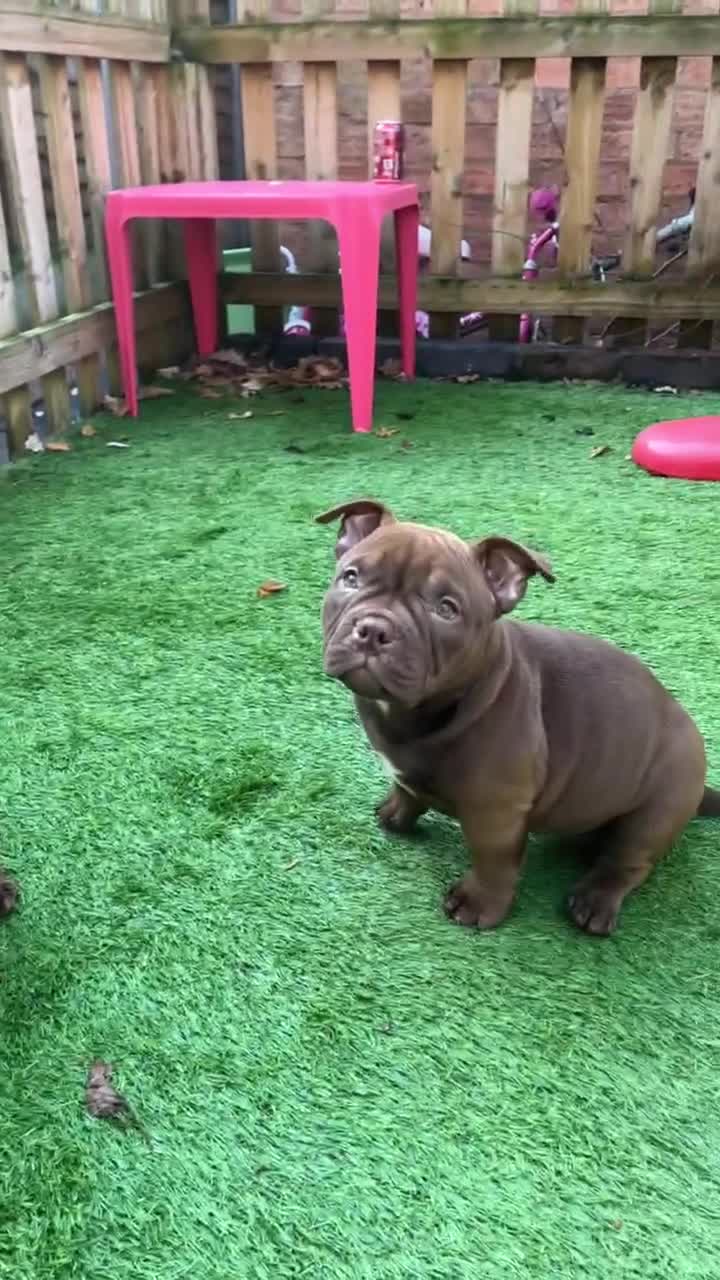 American Bully dogs for sale: Micro Exotic Bully ABR Females - Video 1