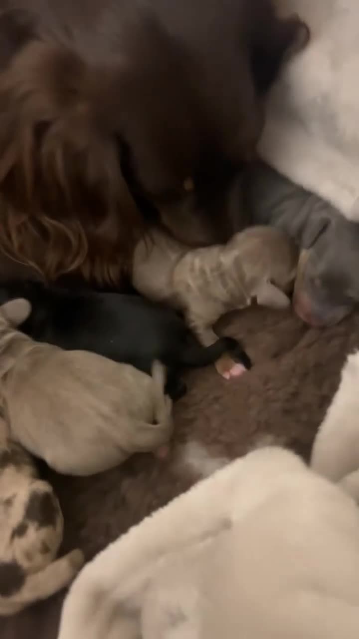 Miniature Dachshund dogs for stud: Miniature Dachshund Blue Merle for Stud - Video 2