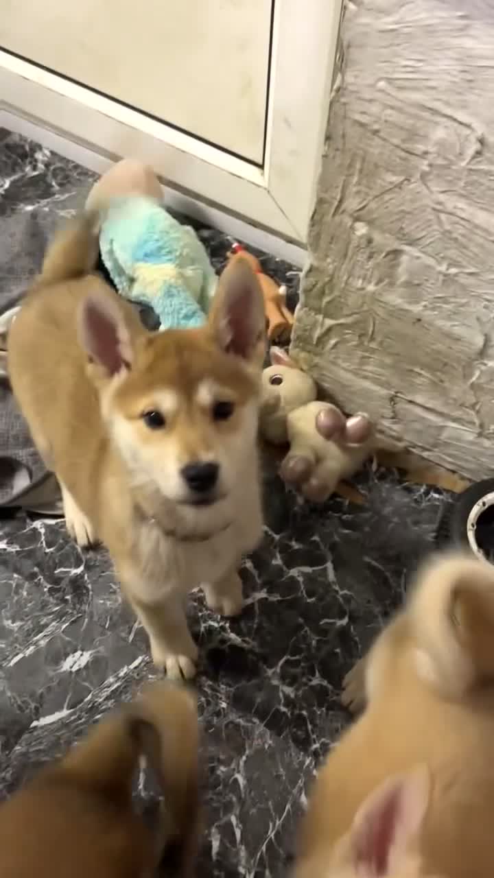 Mixed Breed dogs for sale: Japanese Akita x Puppies Ready for Loving Homes - Video 5