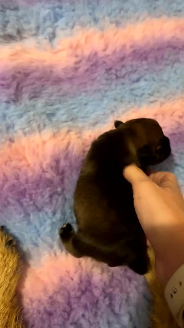 Border Terrier dogs for sale: Border Terrier Pup Family Man’s Best Friend - Video 1