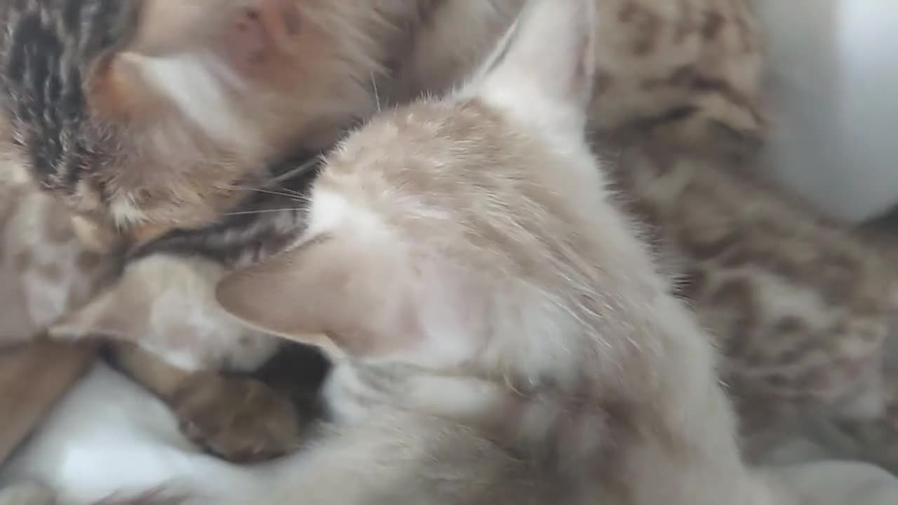 Bengal cats for sale: Pedigree Snow Bengal Kittens  - Video 4