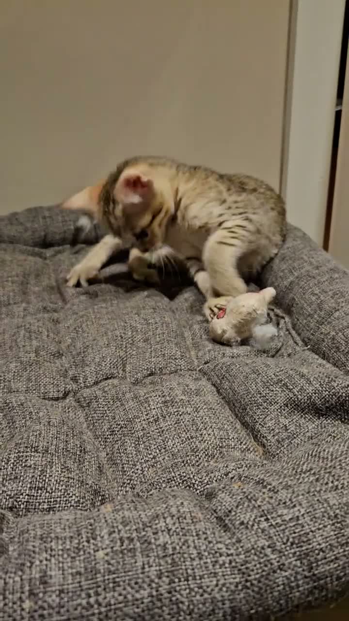Savannah cats for sale: Stunning F5 SBT Savannah Kittens in Bradford - Video 2