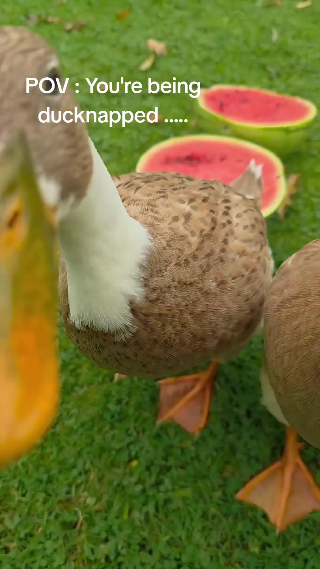 Ducks poultry for sale: Indian Runner Ducks Due April - Hand reared & tame - Video 3
