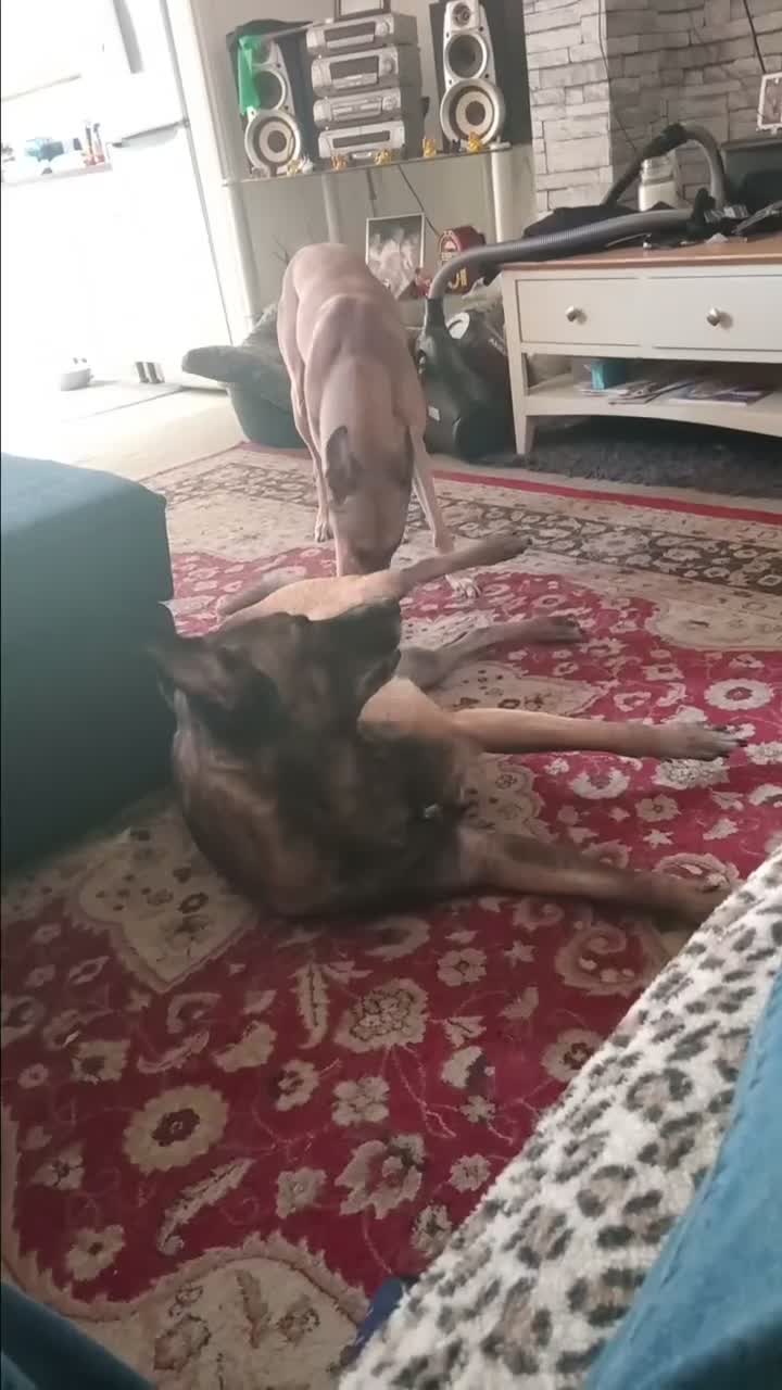 Mixed Breed dogs for sale: Belgium malinois shepherd cross lurcher pups  in Gateshead - Video 1