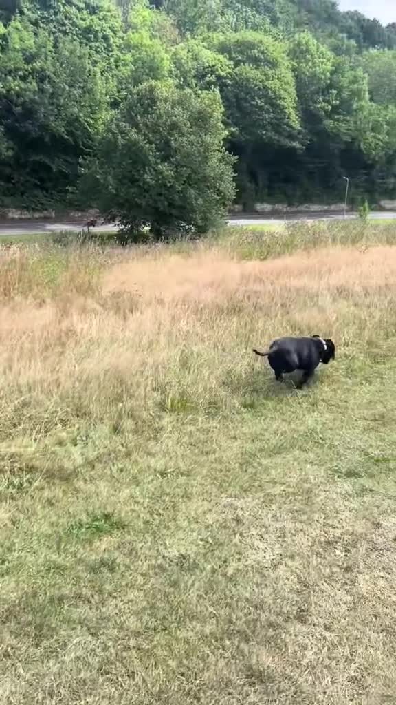 Staffordshire Bull Terrier dogs for stud: Phenomenal fertility- New Stud dog 2025 - Video 2