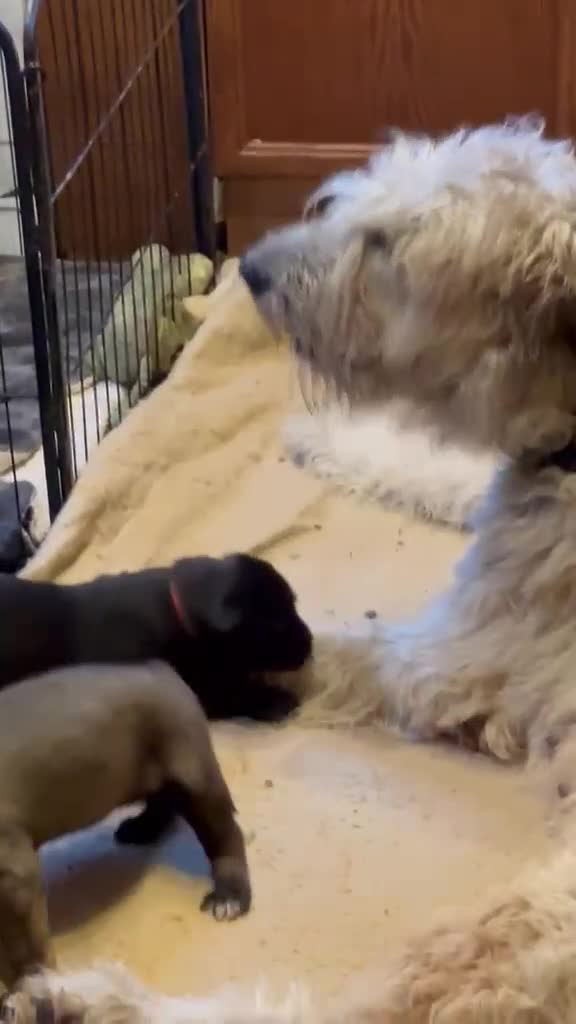 Irish Wolfhound dogs for sale: Irish wolfhound  - Video 4