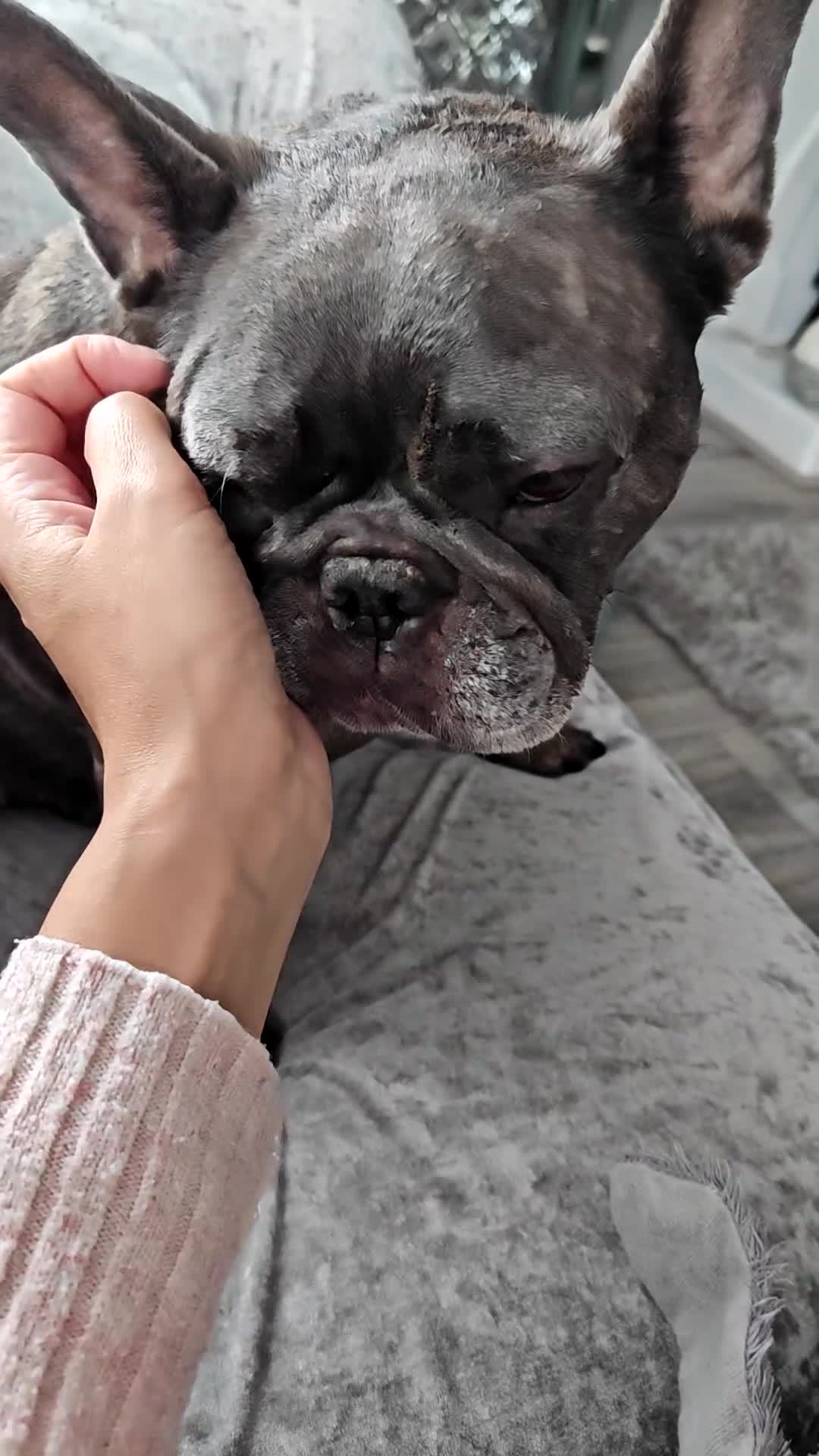 French Bulldog dogs for sale: French bulldog female  - Video 1