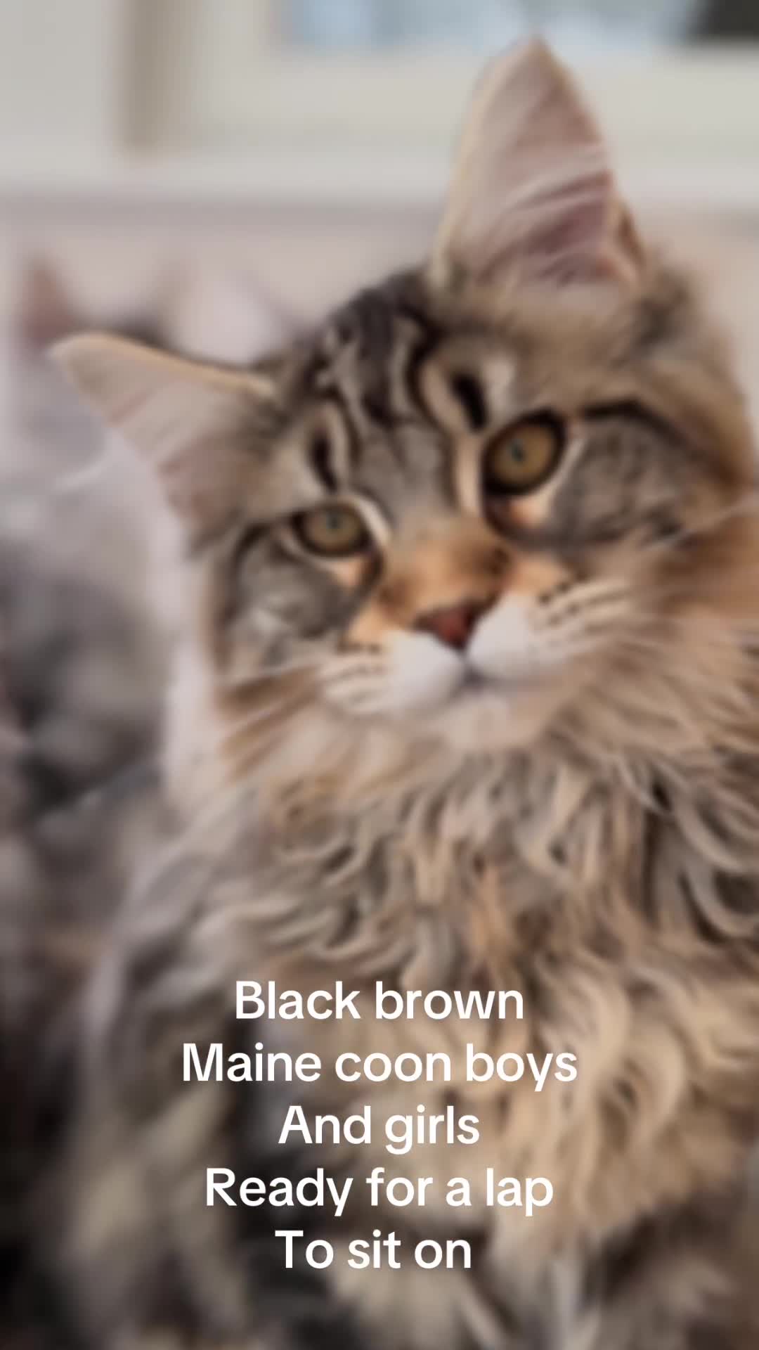 Maine Coon cats for sale: Outstanding pedigree kittens ACTIVE - Video 3