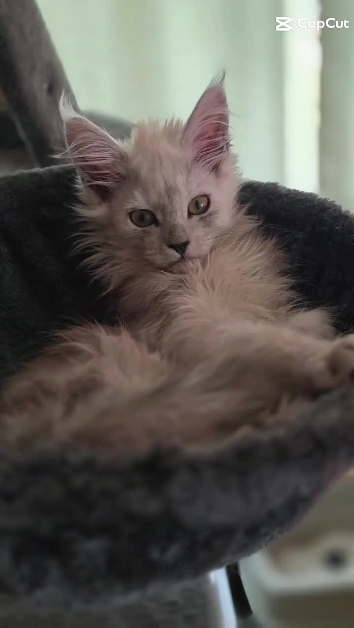 Maine Coon cats for sale: Pure Breed Maine coon kitten - Video 1