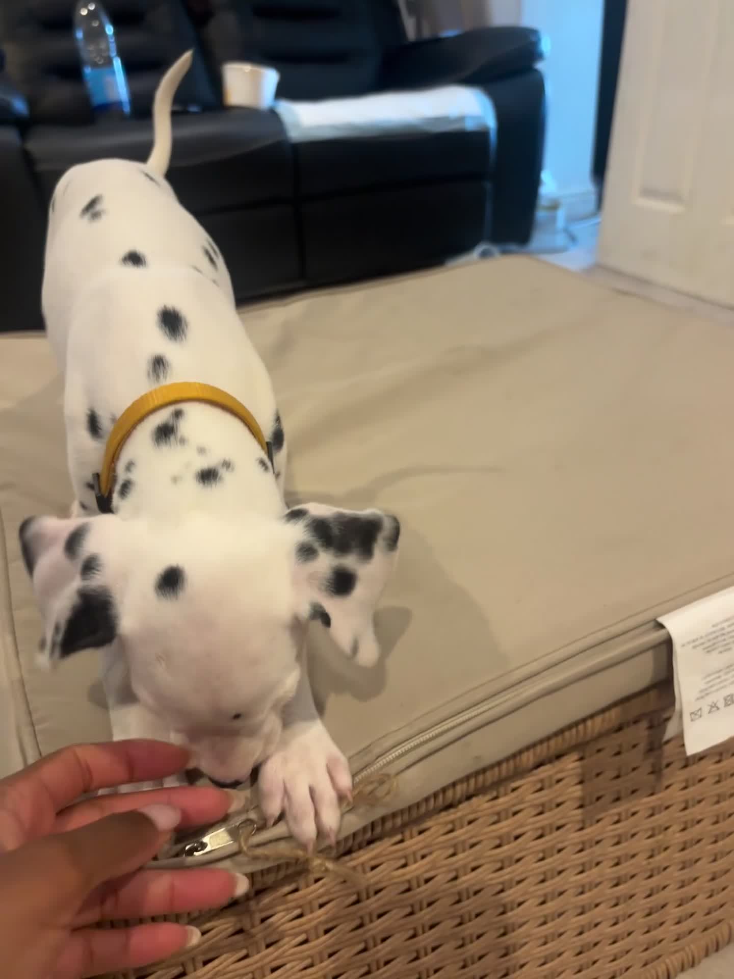 Dalmatian dogs for sale: 🐾 Stunning KC Pedigree Dalmatian Puppies 🐾 - Video 1