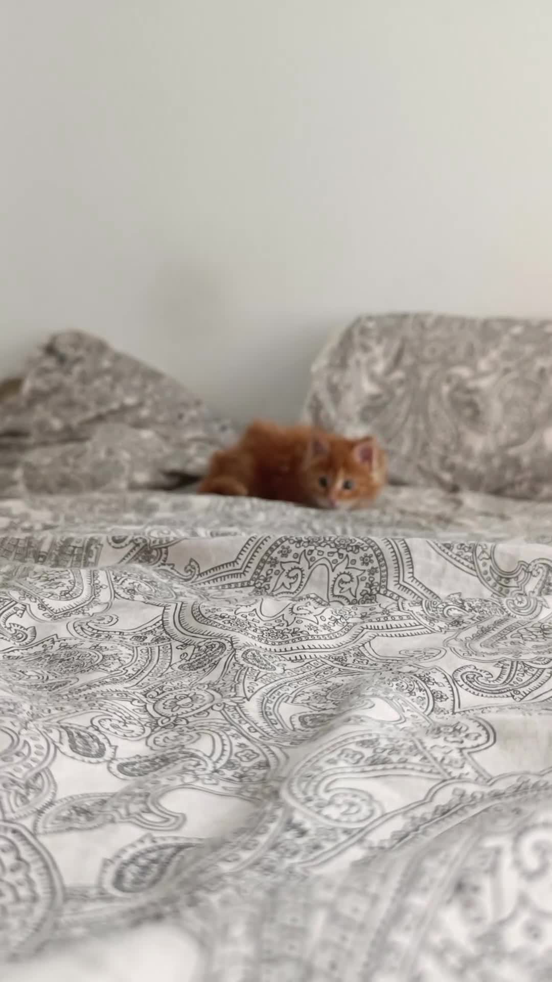Maine Coon cats for sale: Girl Maine Coon Ivy - Video 1