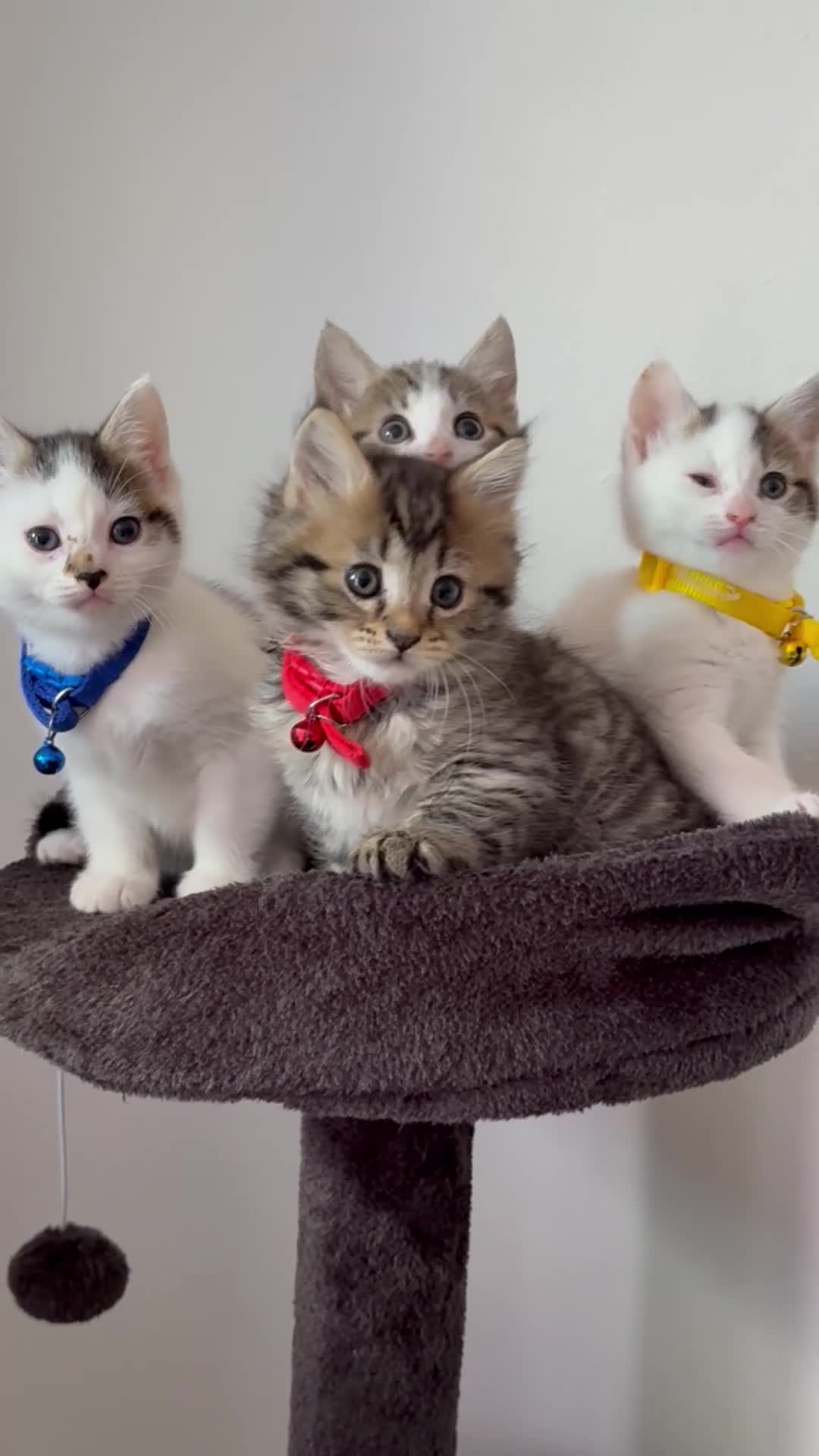 Ragcoon cats for sale: RAGCOONS ragdoll mainecoons - Video 1