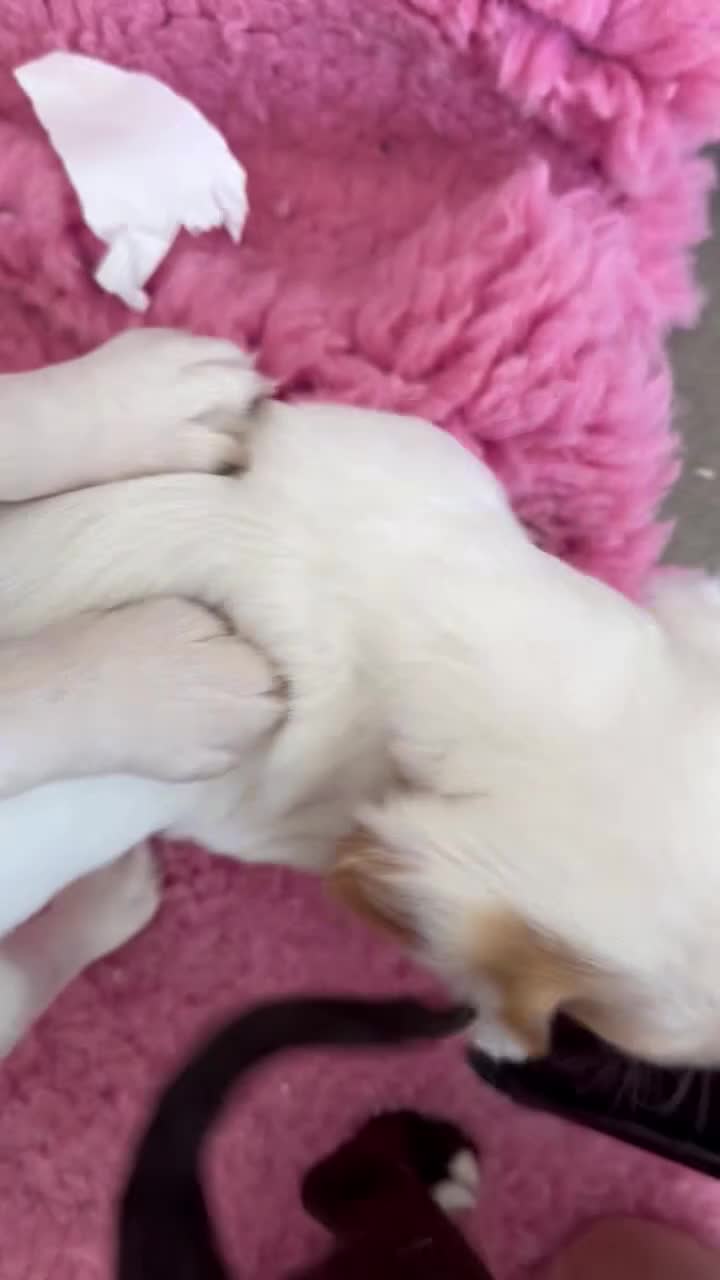Cocker Spaniel dogs for sale: Cocker spaniel pups health tested with waggy tails - Video 2