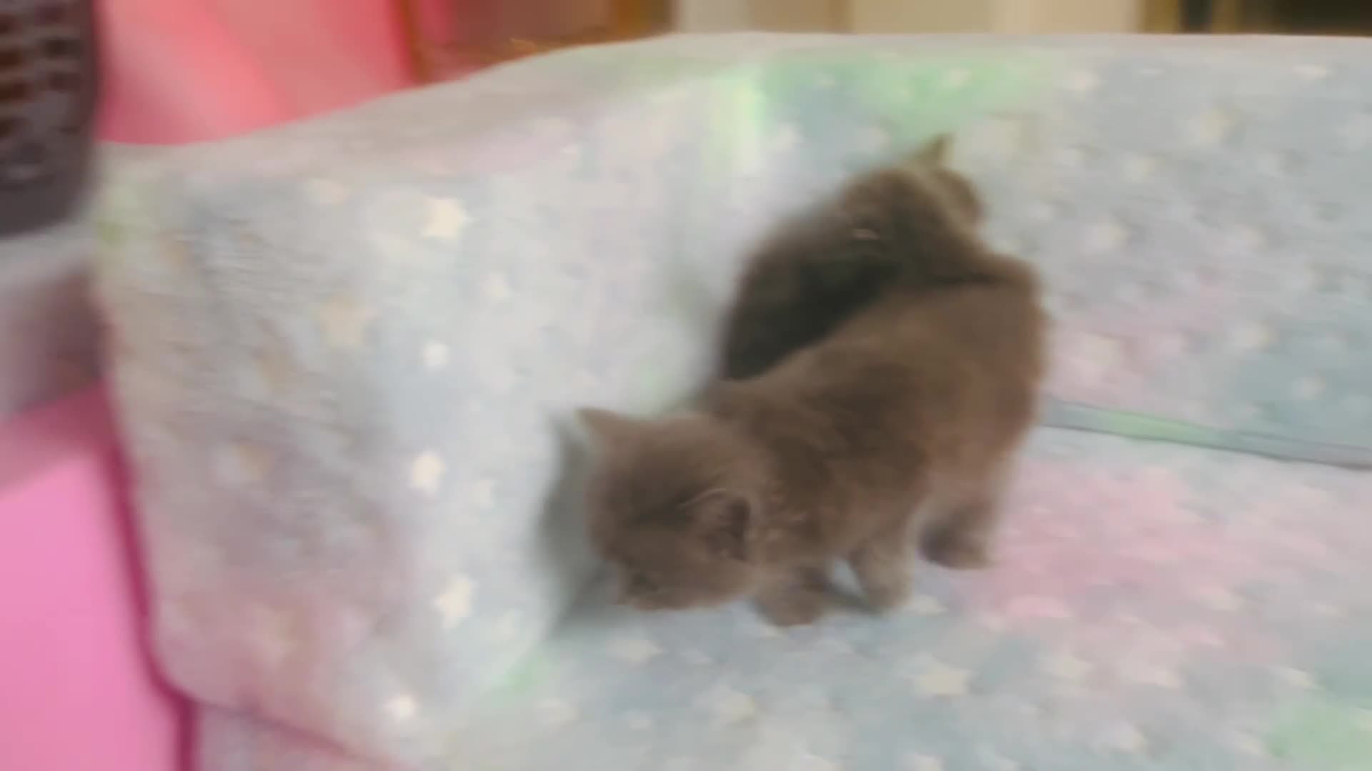 Mixed Breed cats for sale: Stunning silver Maine coon x kittens ready now  - Video 1