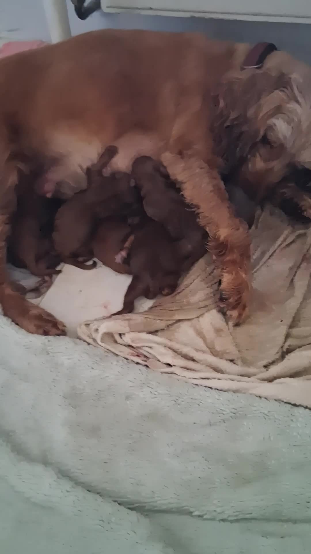 Cockapoo dogs for sale: Lady cockerpoos  - Video 1