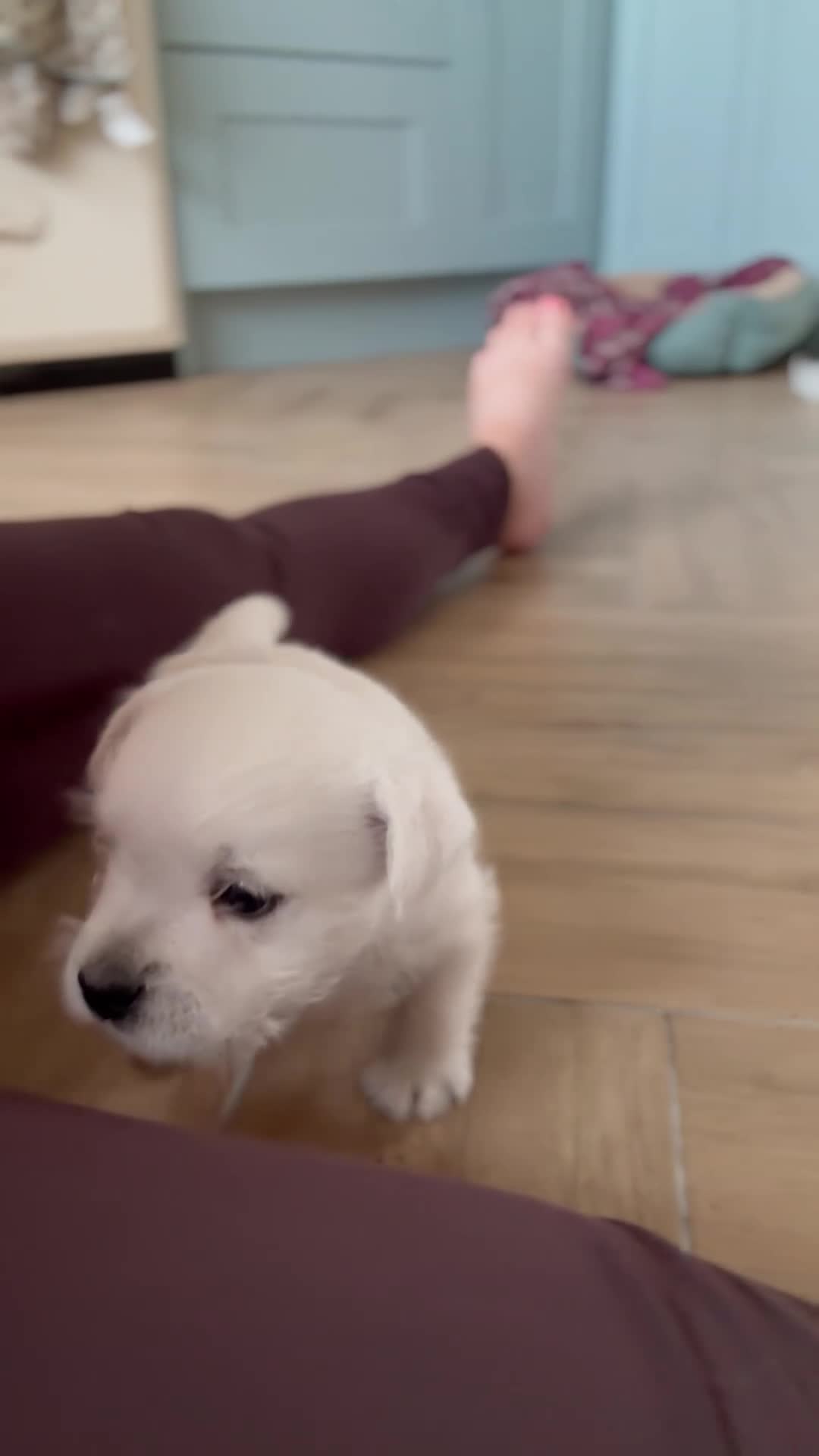 West Highland Terrier dogs for sale: Pedigree KC registered WESTIE puppies in Welshpool - Video 4