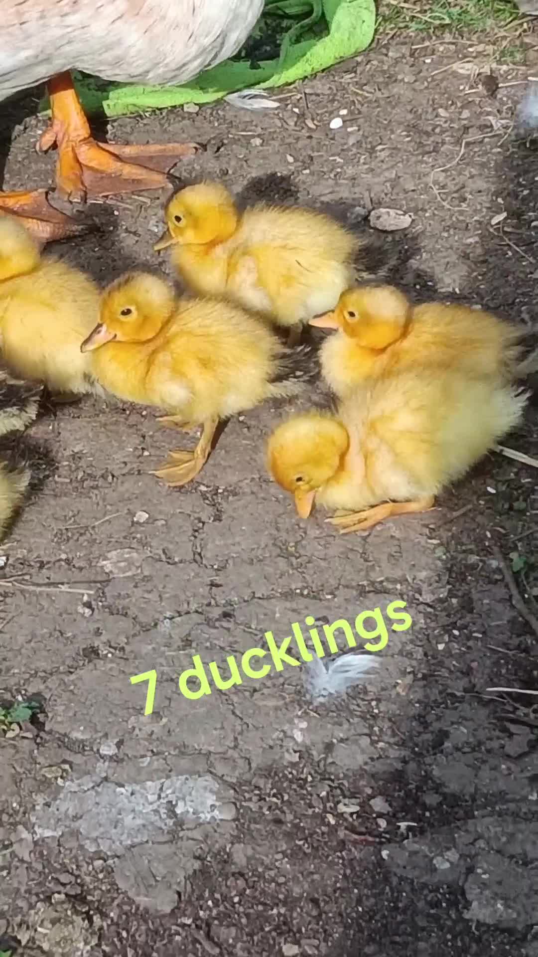 Mixed Breed livestock for sale: Appleyard ducklings - Video 4