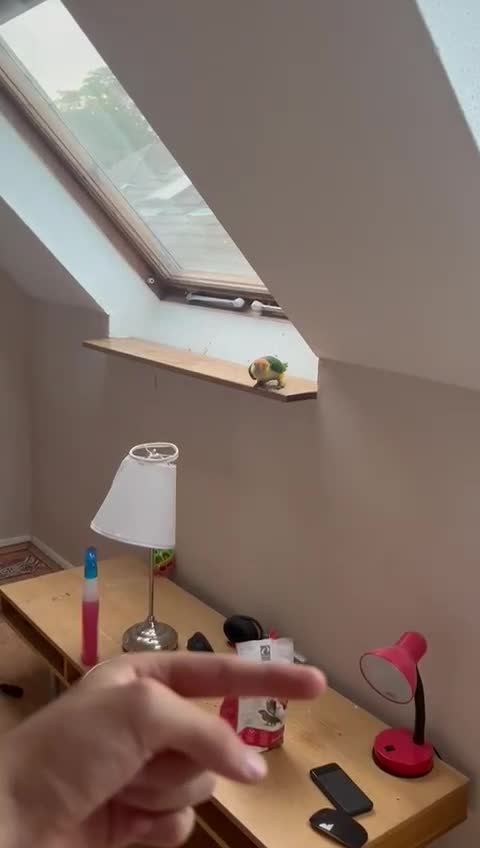 Parrots birds for sale: Bonded Pair of Handtamed DNA Sexed Caiques - Video 5