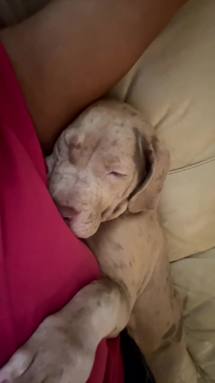 Mixed Breed dogs for sale: KODA. - Video 1