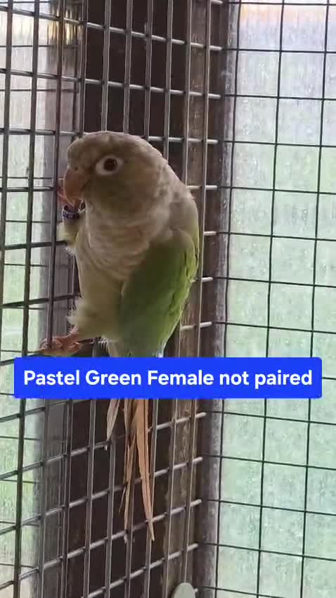 Conures birds for sale: Green Cheek conures - DNA sexed - Video 4