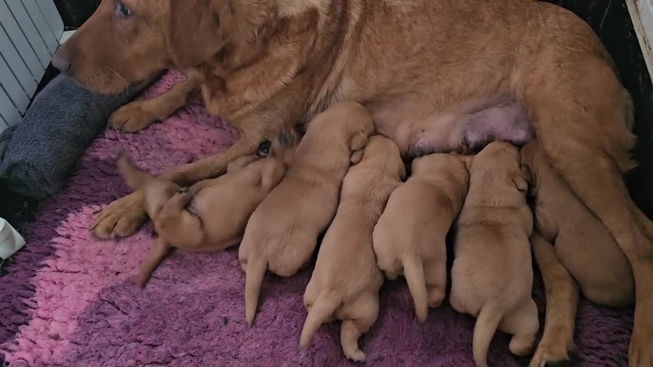 Labrador Retriever dogs for sale: 6 STUNNING KC REG FOX RED LABRADORS  - Video 1