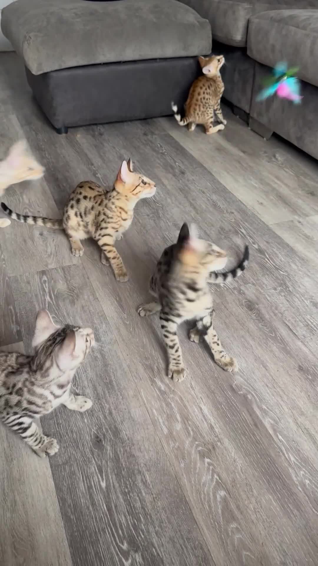 Savannah cats for sale: STUNNING F3 KIWANGA PEDIGREE SAVANNAH KITTENS  in Bridgend - Video 2