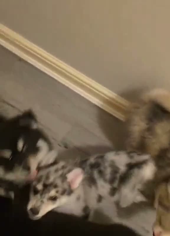Pomsky dogs for sale: Pomsky Puppies  in Ormskirk - Video 1