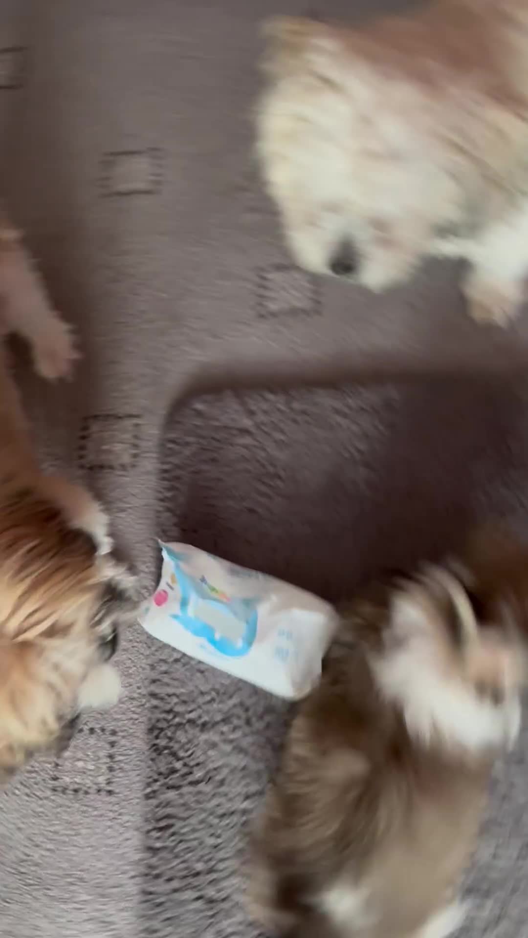 Zuchon dogs for sale: Zuchon pups - Video 2