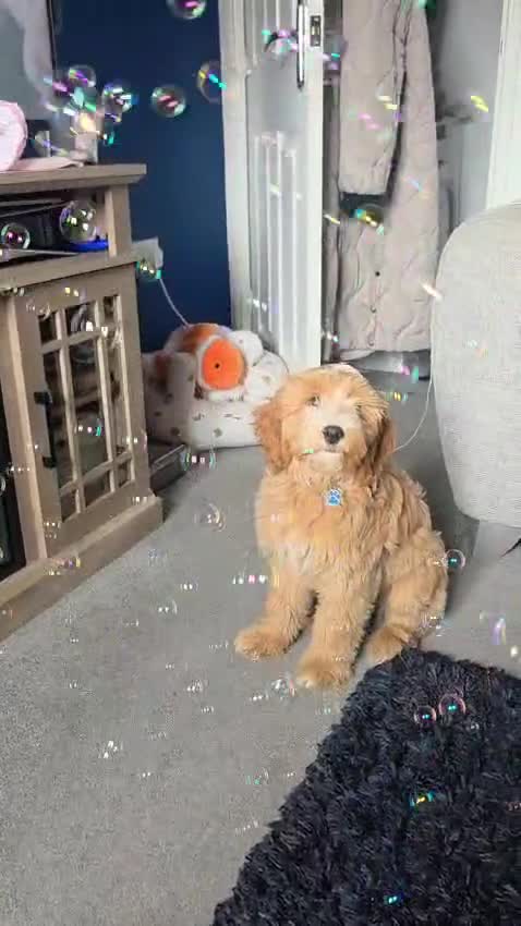 Cockapoo dogs for sale: Cockapoo Puppy - Video 2