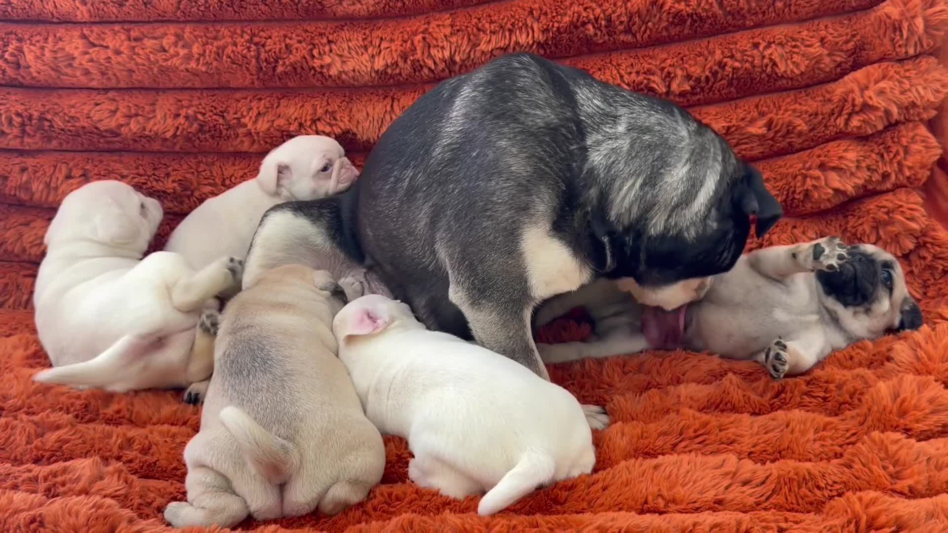 Pug dogs for sale: Perfect pug Puppies - Video 2