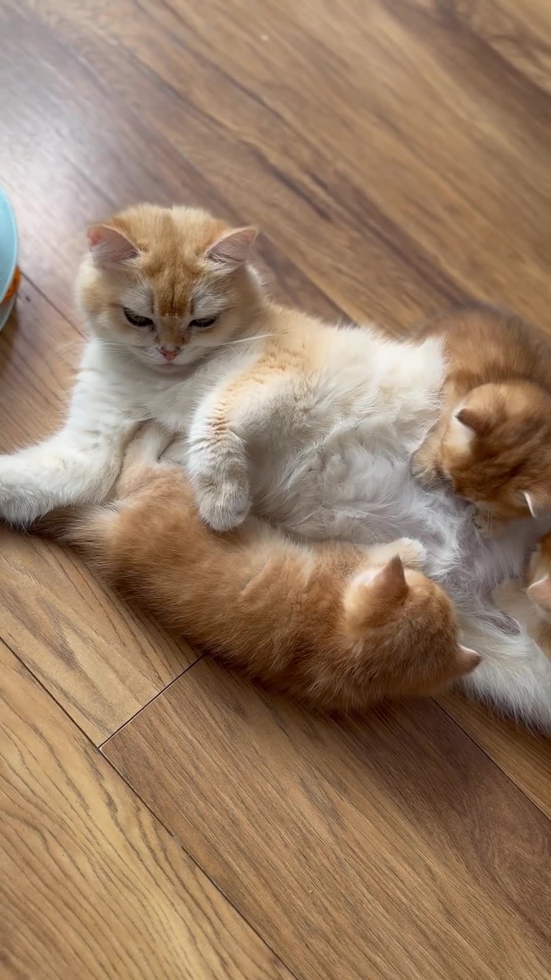 British Shorthair cats for sale: Girl Chocolate gold , TICA reg  - Video 5