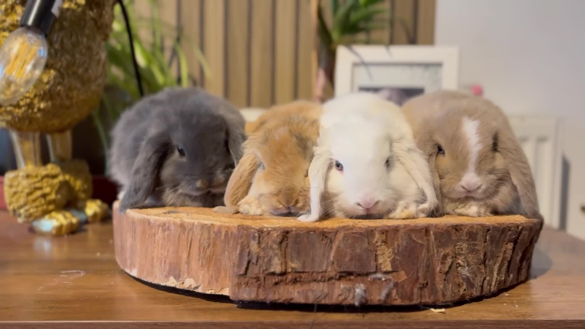 Mini Lop rabbits for sale: Mini Lop Girls looking for loving homes - Video 2