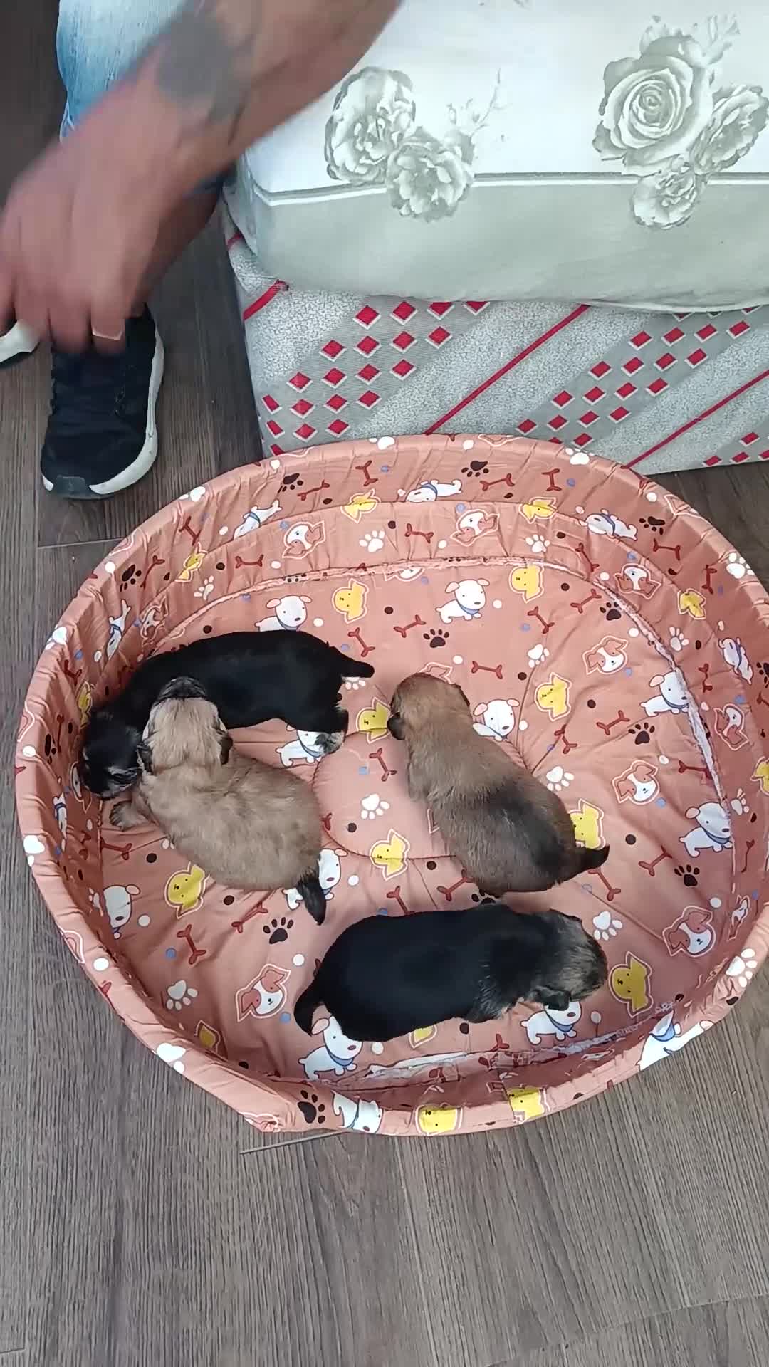 Yorkshire Terrier dogs for sale: Puppie - Video 1
