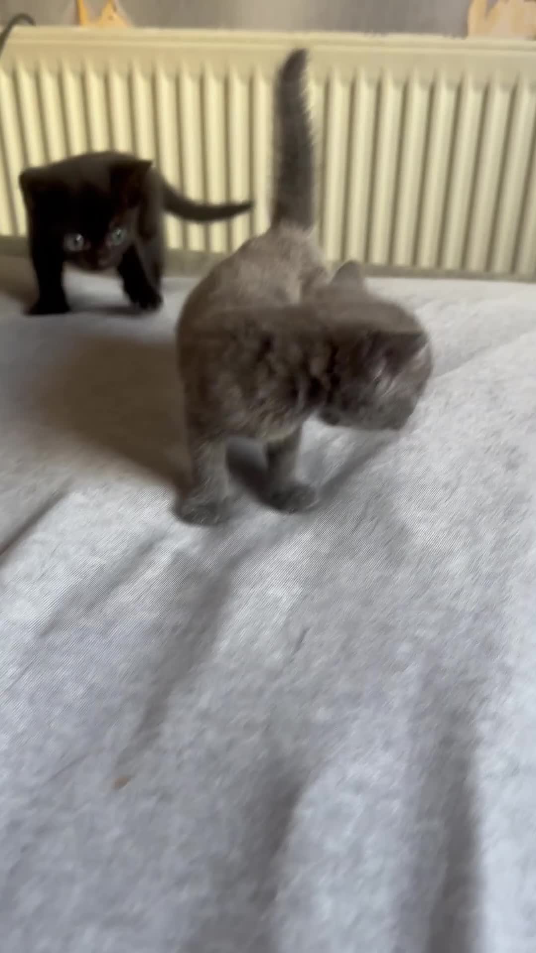 Domestic Shorthair cats for sale: 1 beautiful kittens  - Video 2