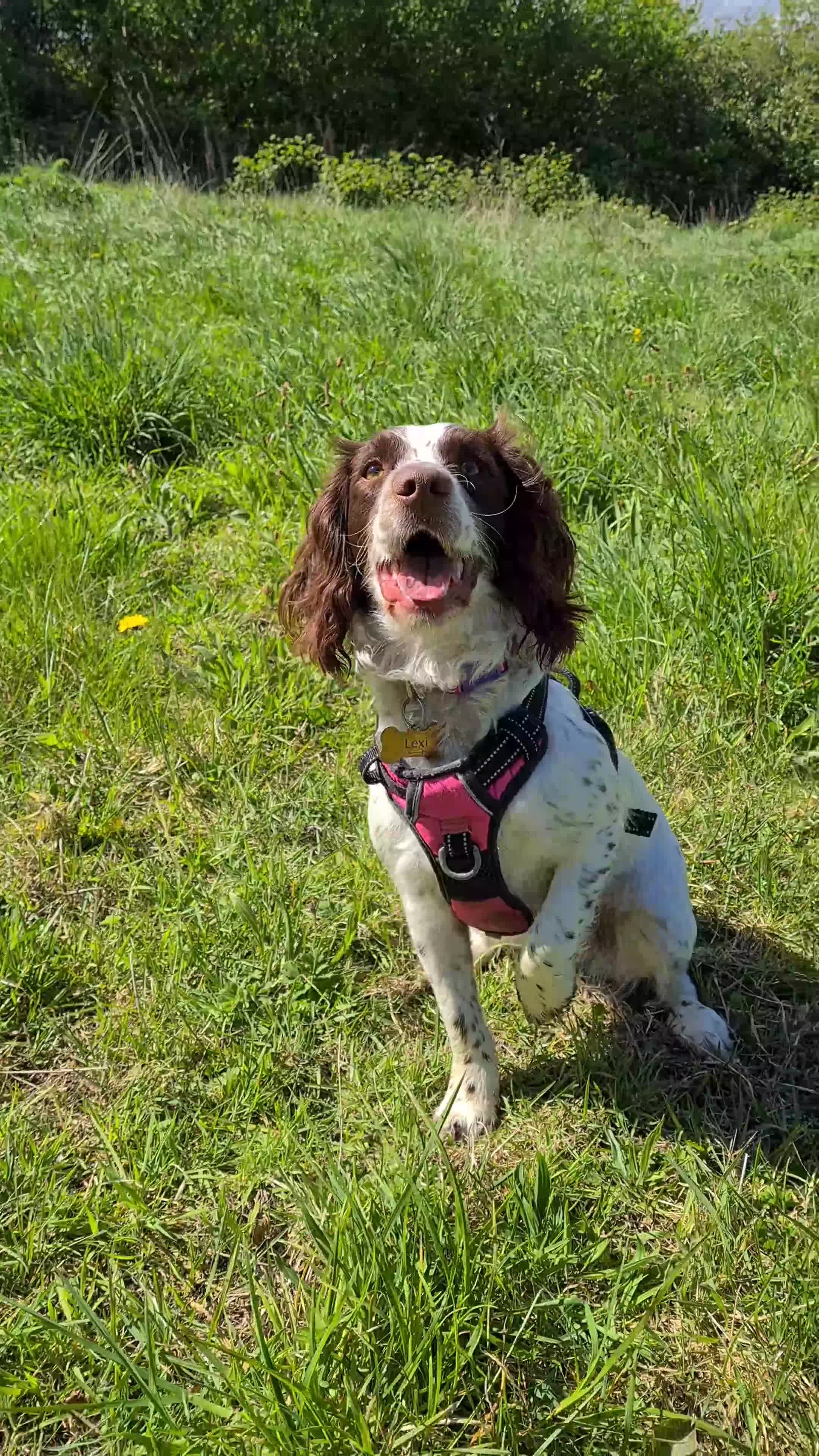 Cocker Spaniel dogs for sale: 1 year old female cocker spaniel  - Video 1