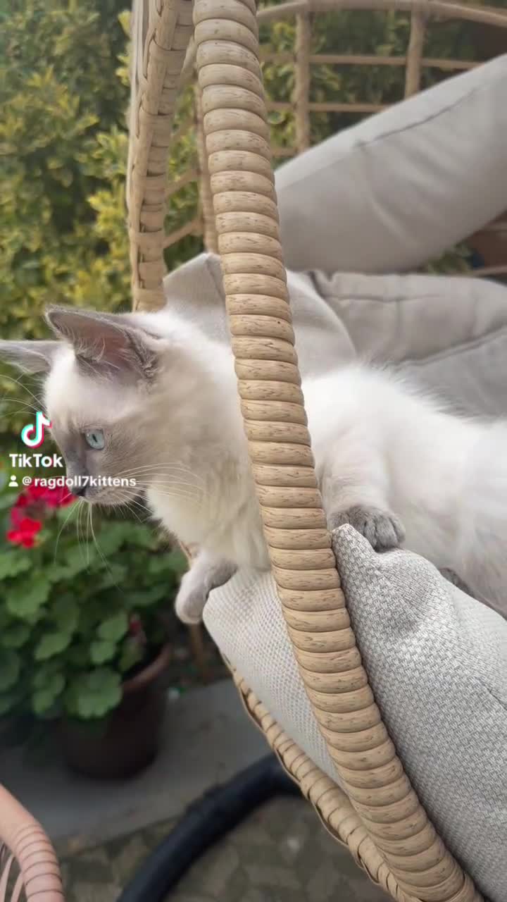 Ragdoll cats for sale: Family Raised Ragdoll Kittens} - Video 1