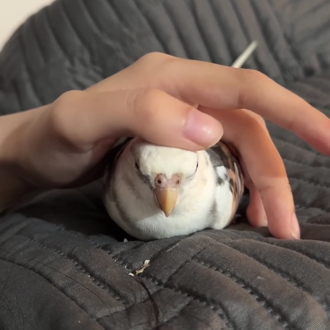 Cockatiels birds for sale: Hand-reared Silly Male Cockatiel Needing Rehoming in Rotherham - Video 1