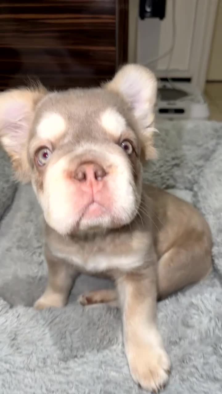 French Bulldog dogs for sale: New shade fluffy frenchie - Video 2