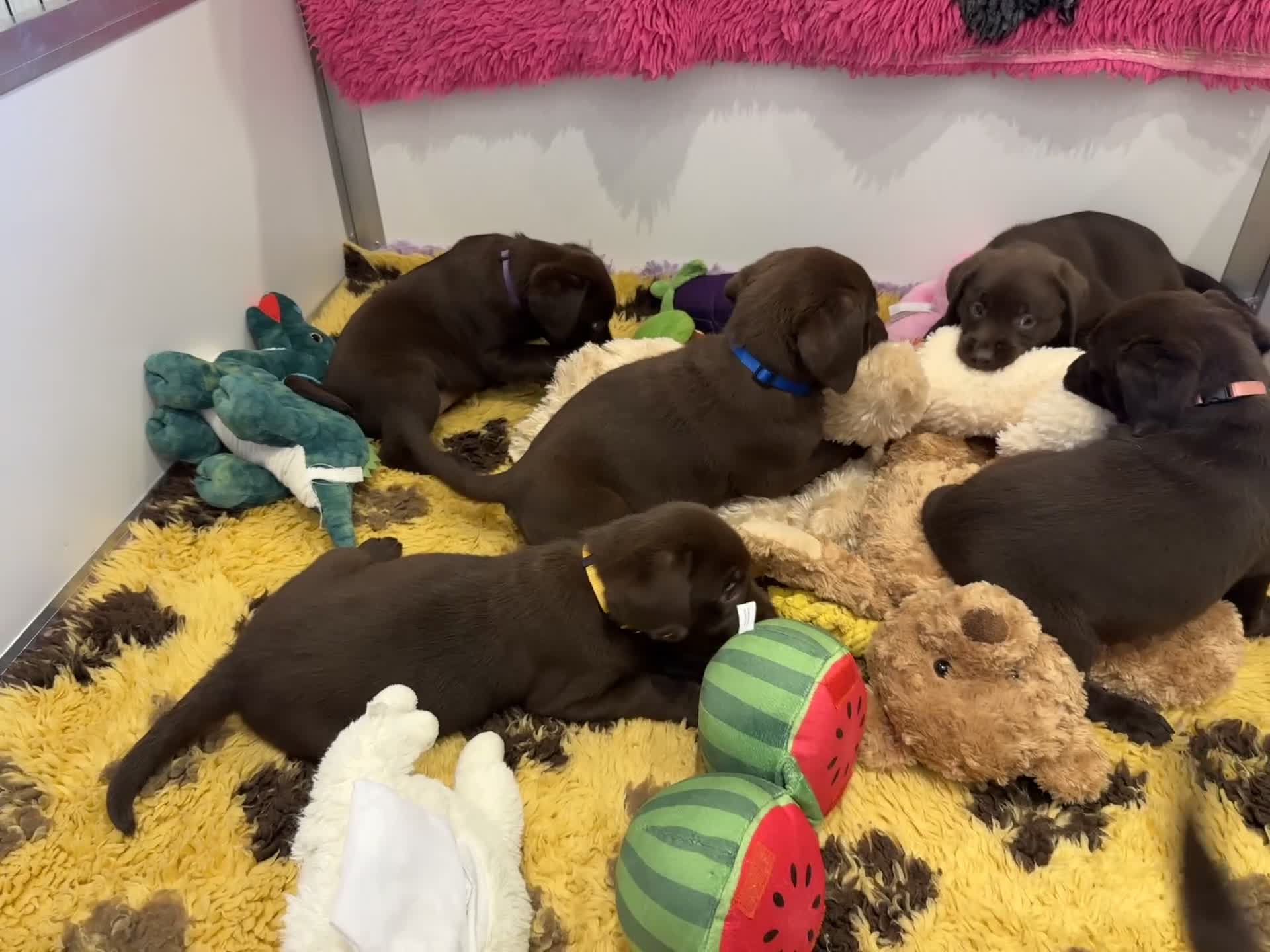 Labrador Retriever dogs for sale: Outstanding Quailty Chocolate Labrador Puppies - Video 2