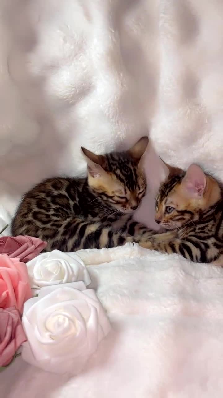 Bengal cats for sale: 2 Female Pure Bengals Ready For A New Home 🏡 - Video 1