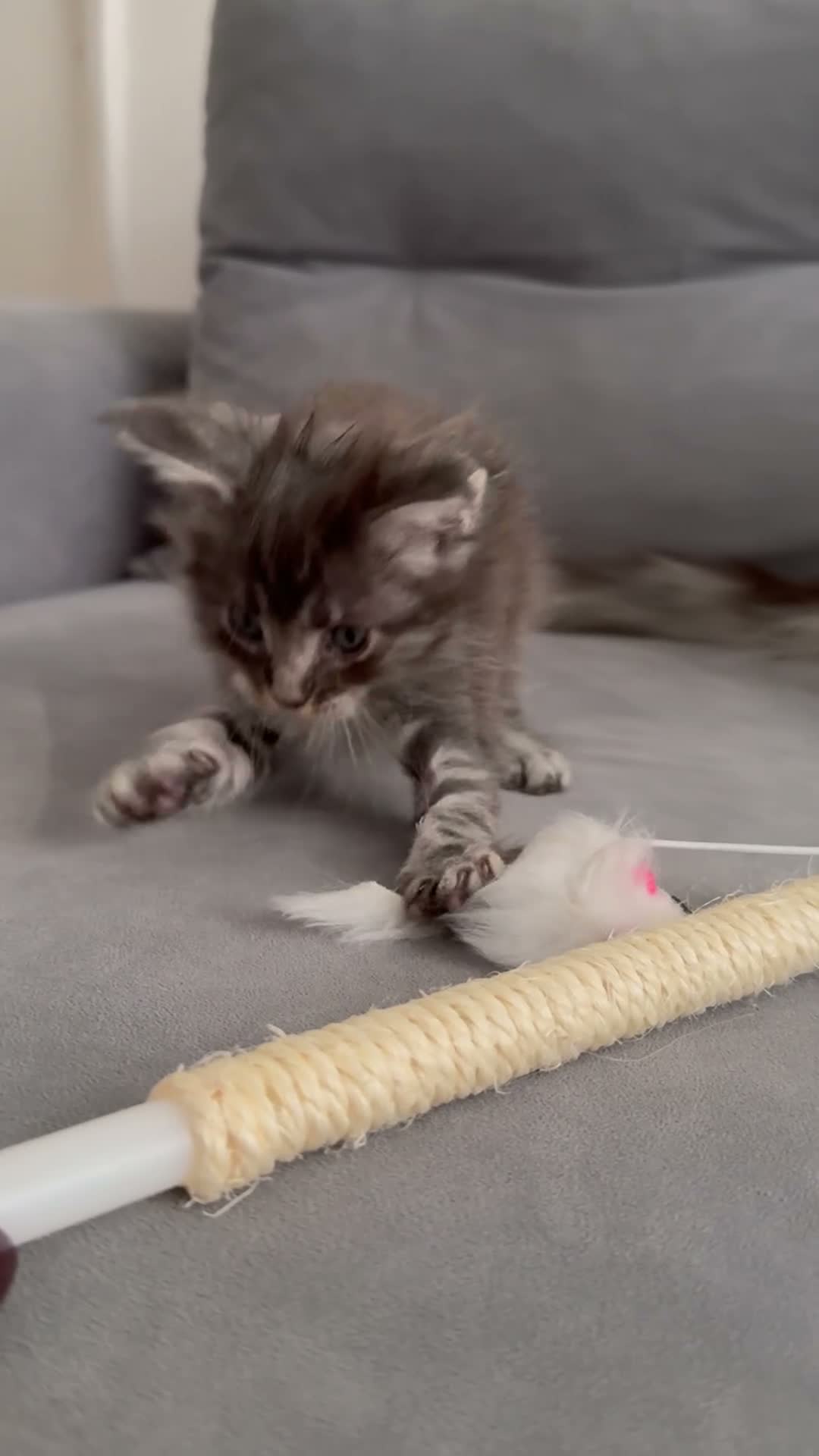 Maine Coon cats for sale: Tica Registered 5 Russian Mainecoon   - Video 1