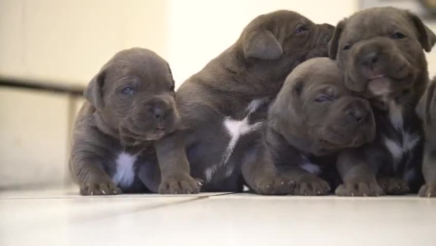 Cane Corso dogs for sale: 6 week old blue cane corso puppies  - Video 2