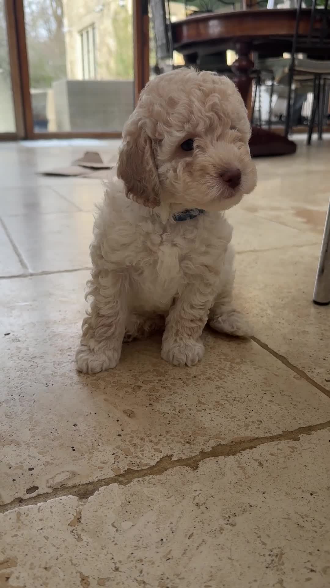 Labradoodle dogs for sale: 1 x Female Gorgeous 3rd Gen Min Labradoodle Puppy - Video 3