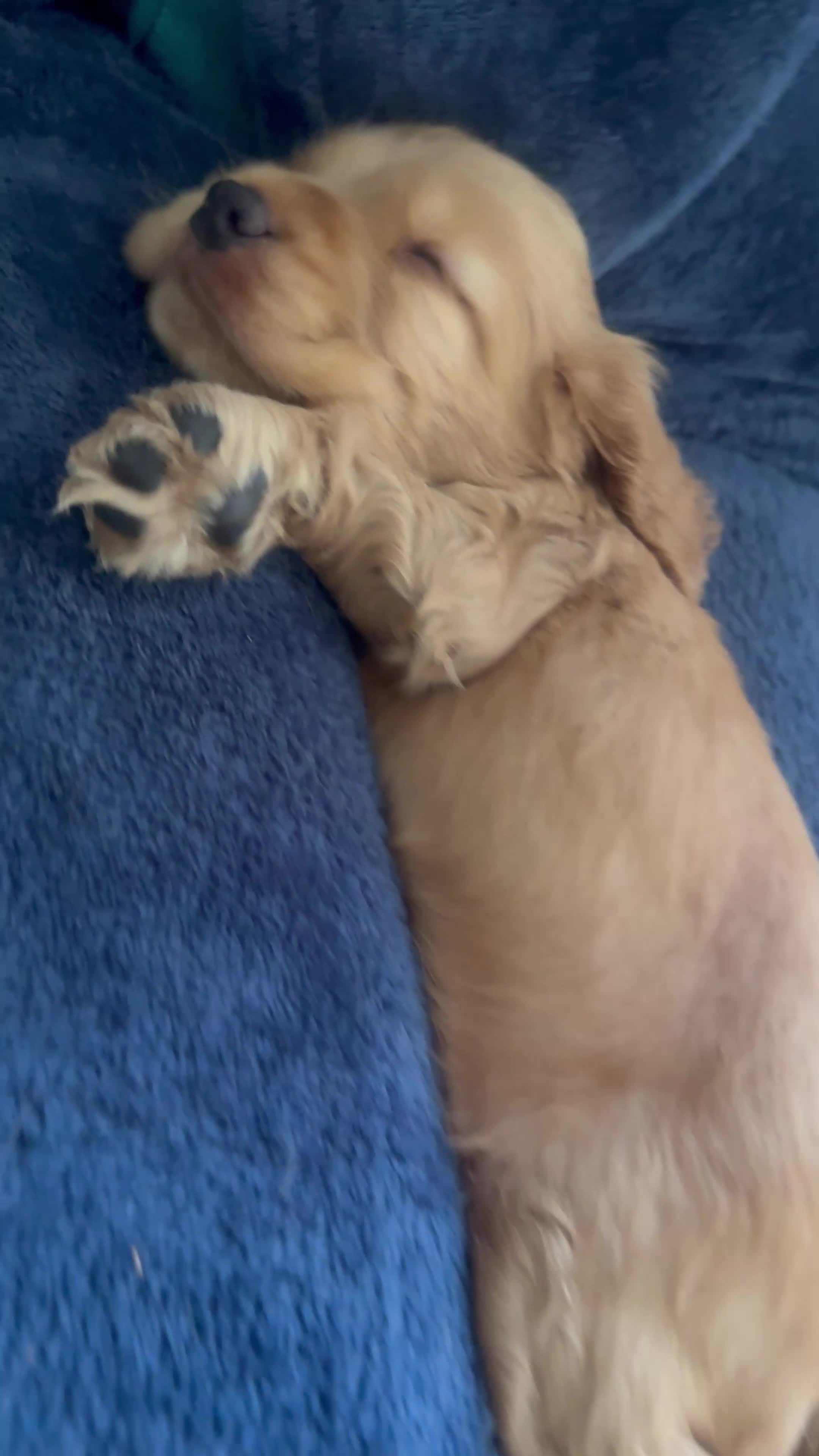 Cocker Spaniel dogs for sale: Last KC Golden Show Cocker Spaniel Boy Puppies - Video 1